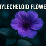Boylecheloid Flower: Myth, Meaning, and Cultivation Insights