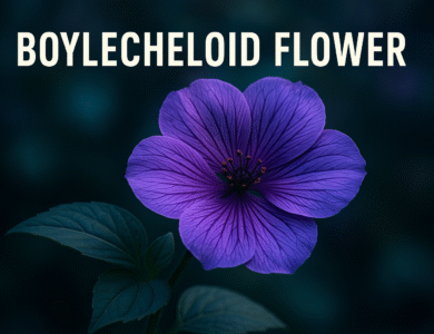 Boylecheloid Flower: Myth, Meaning, and Cultivation Insights